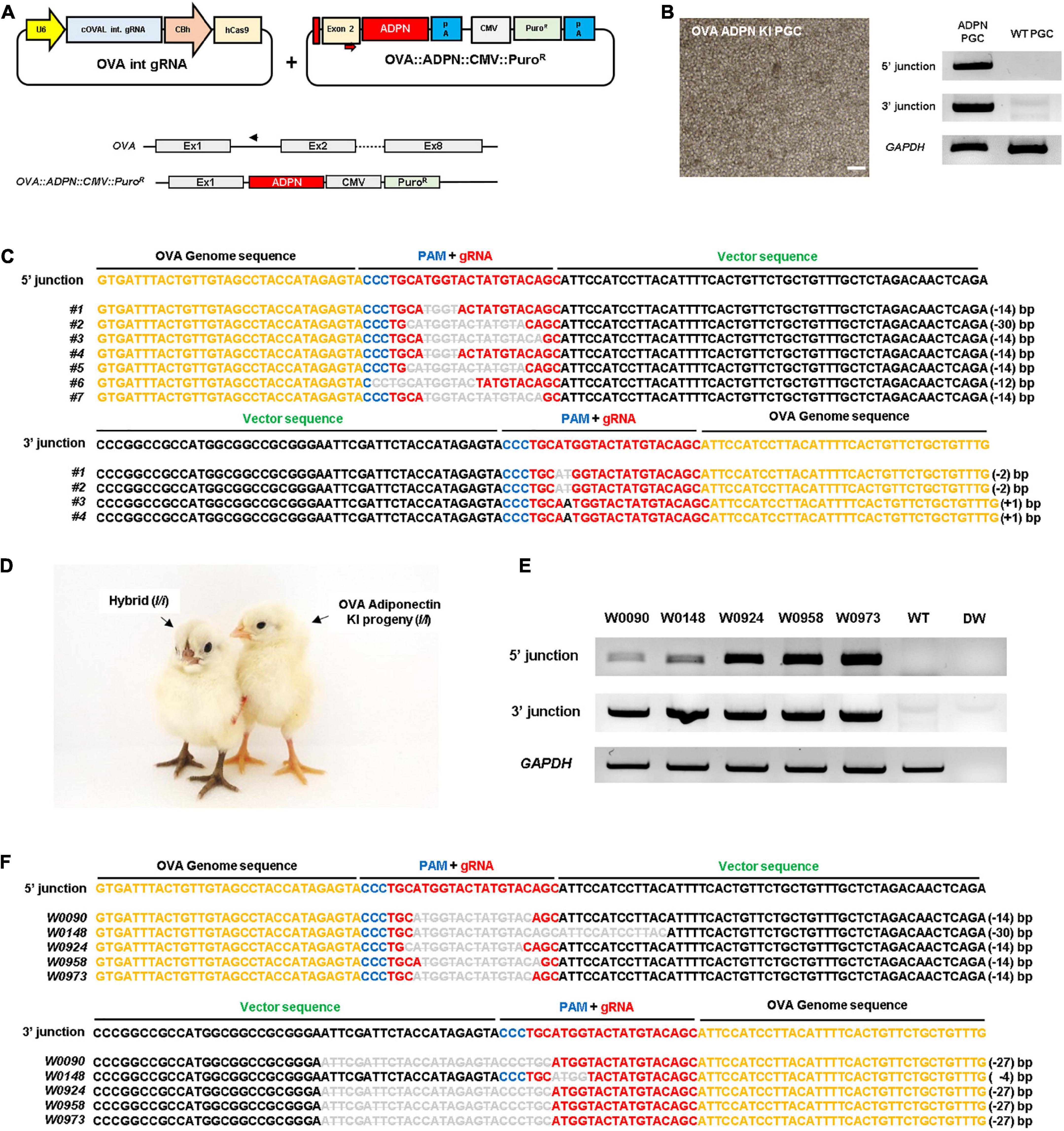 Efficient production of recombinant human adiponectin in egg white using genome edited chickens